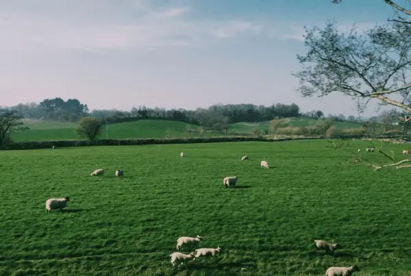 British Farmland, UK Farming, Farming Diversity