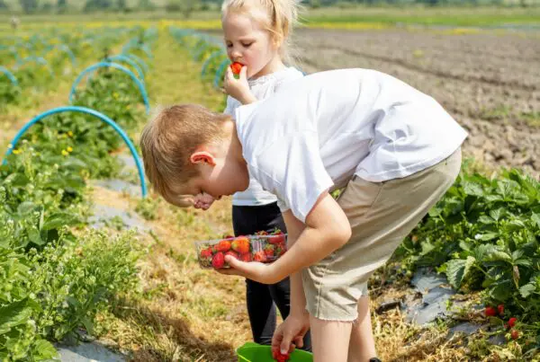 Pick Your Own | PYO | Farming Diversity | Storage on Site